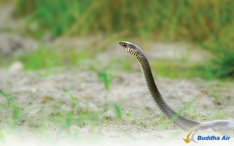 Rat Snake - Wildlife Tourism